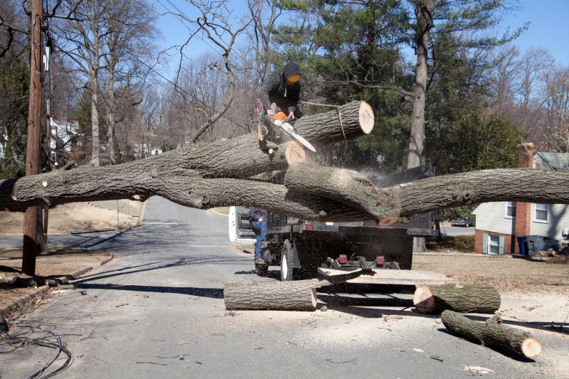Fallen Tree on Sidewalk