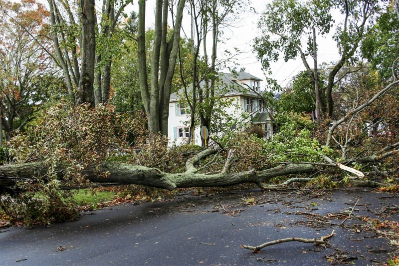 Storm-Damaged Tree Debris