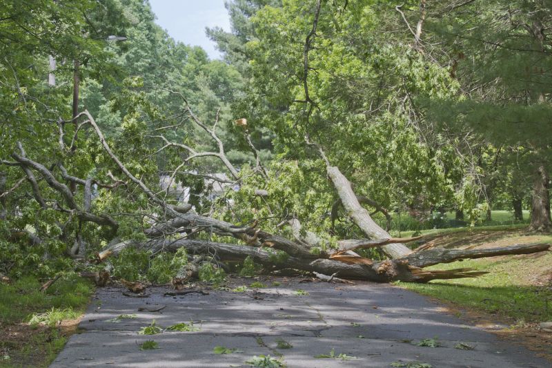 Fallen Tree Near Driveway