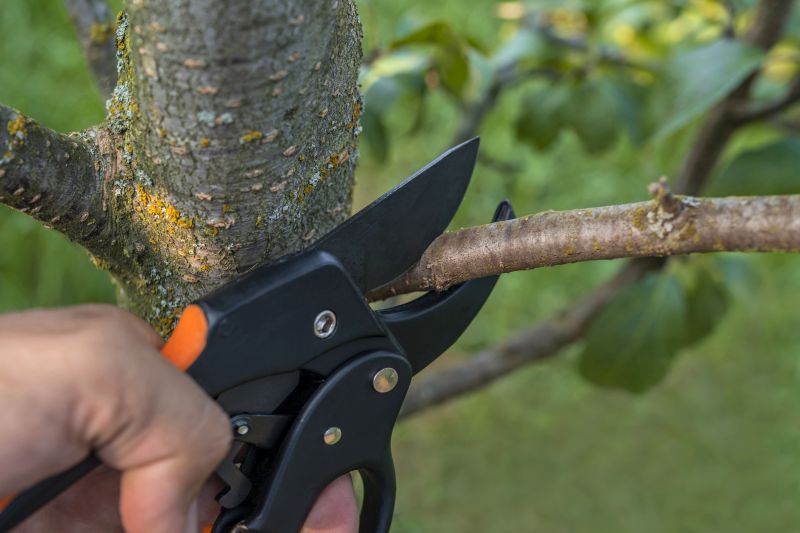 Healthy Tree Branch Removal