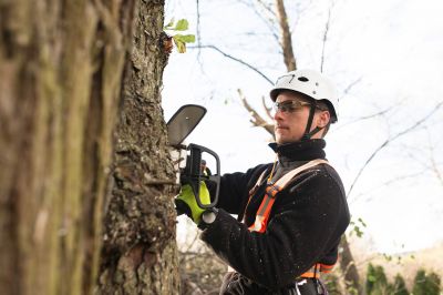 Professional Tree Trimming Service