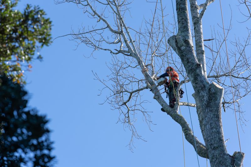 Hazardous Tree Management