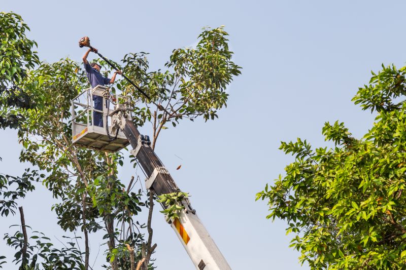 Tree Trimming Equipment in Use