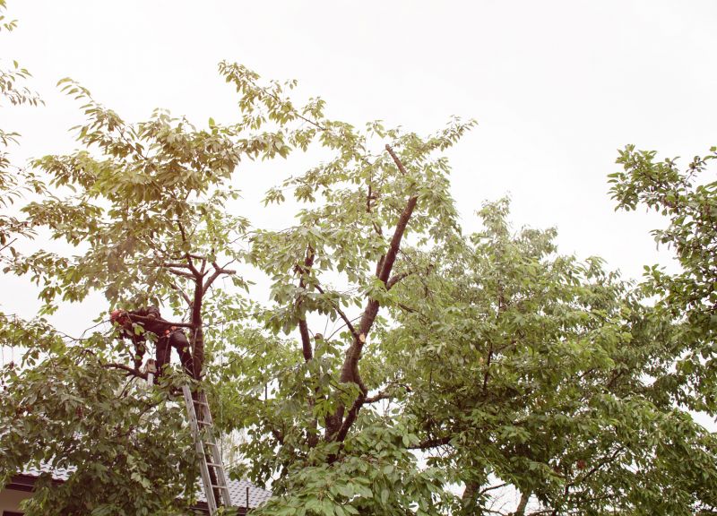 Winter Tree Maintenance