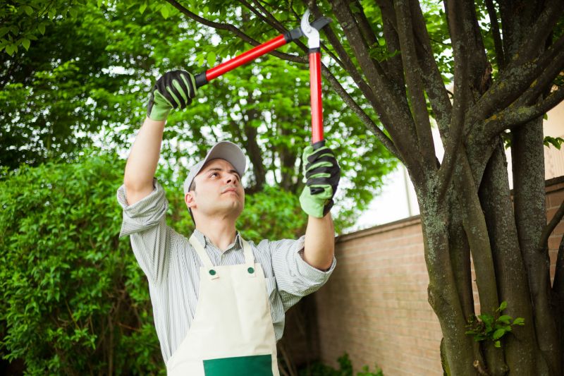 Expert Tree Care Specialists