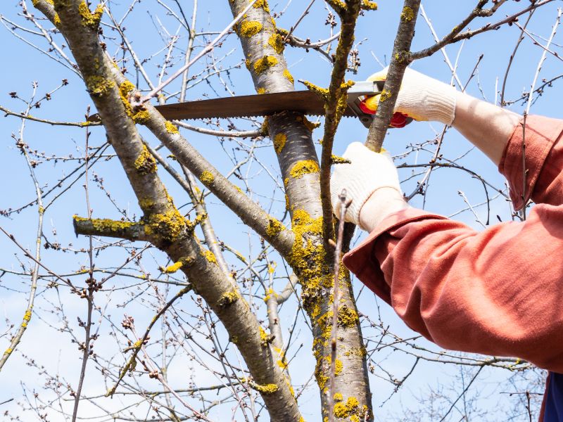 Reliable Local Tree Services