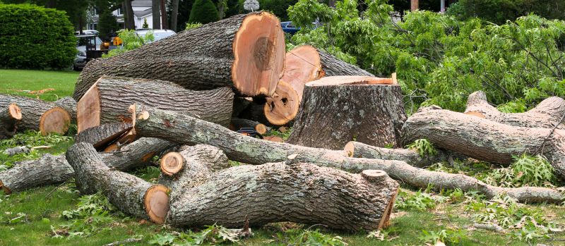 Local Tree Service Reviews